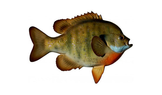 10-INCH BLUEGILL (R)