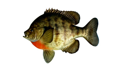 12-INCH BLUEGILL