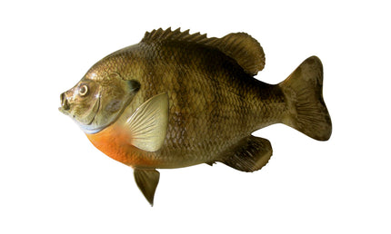 15-INCH BLUEGILL
