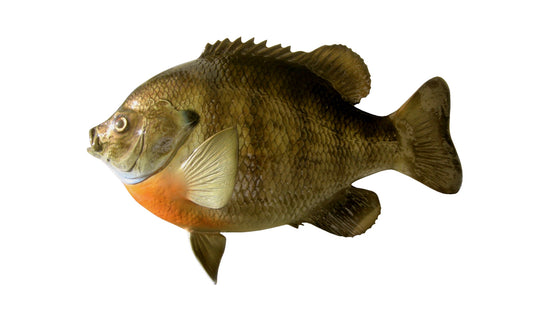 15-INCH BLUEGILL