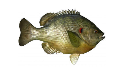 15-INCH BLUEGILL (SHELLCRACKER)