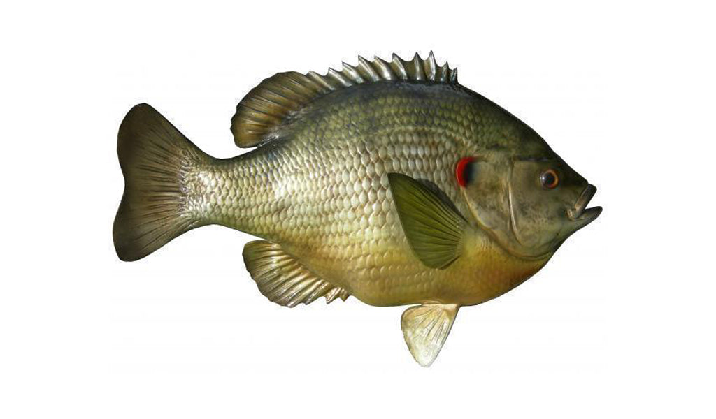 Shellcracker Fish Mount 15-Inch Bluegill (Shellcracker) Fish Mount | King Sailfish Mounts