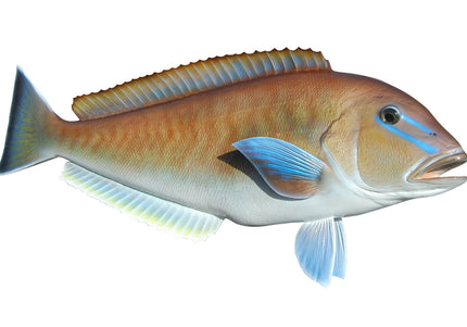 Collection image for: TILEFISH, BLUELINE