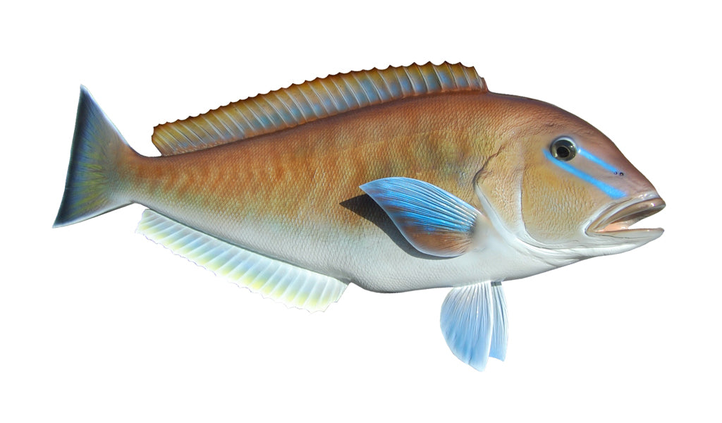 30-Inch Blueline Tilefish Fish Mount | King Sailfish Mounts