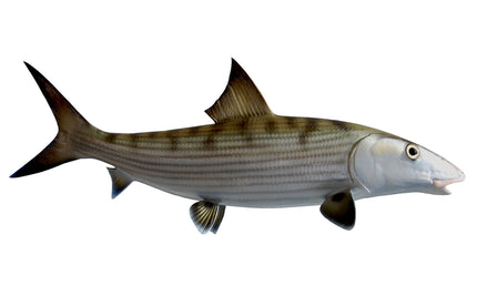 23-INCH BONEFISH