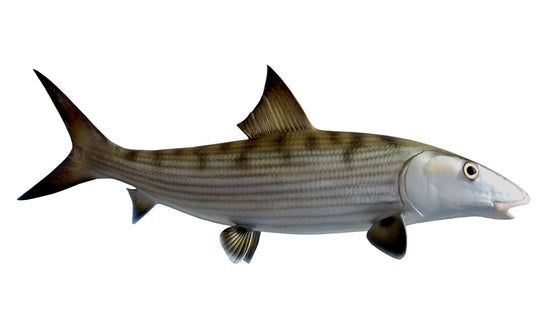 23-INCH BONEFISH