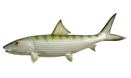 24-INCH BONEFISH