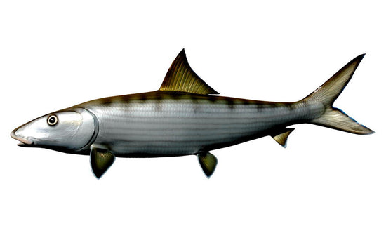 26-INCH BONEFISH