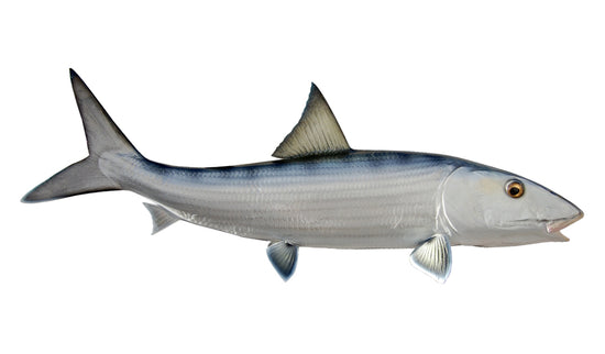 29-INCH BONEFISH