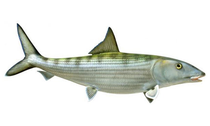 30-INCH BONEFISH