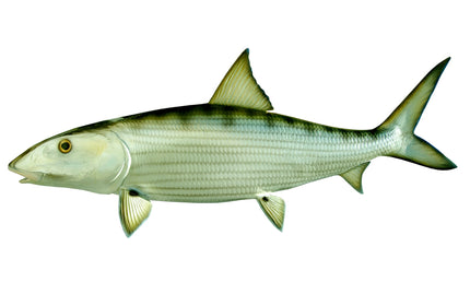 31-INCH BONEFISH