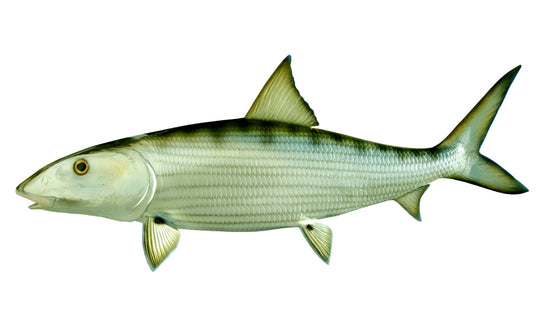 31-INCH BONEFISH
