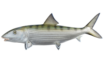 32-INCH BONEFISH (L)