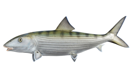 32-INCH BONEFISH (L)
