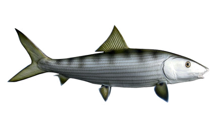 32-INCH BONEFISH (R)