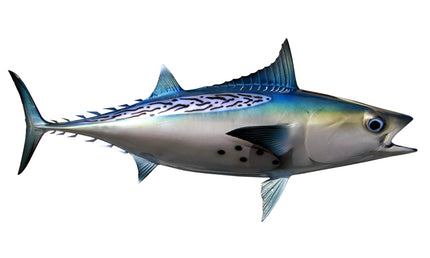 20-INCH BONITO