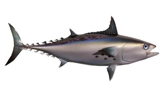 25-INCH BONITO