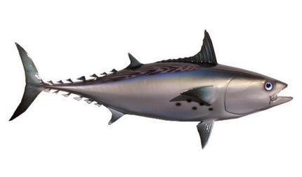 25-INCH BONITO