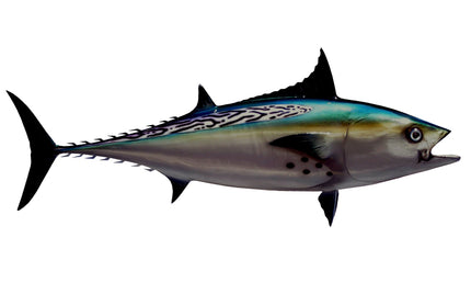 29-INCH BONITO