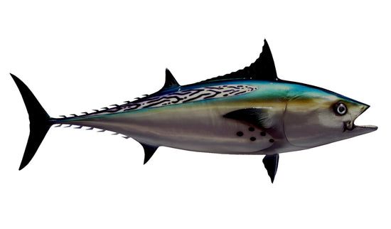 29-INCH BONITO