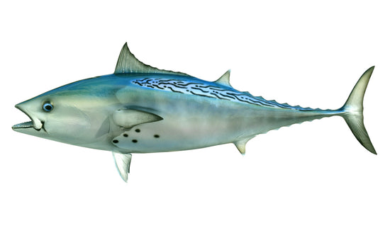 30-INCH BONITO