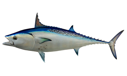 32-INCH BONITO