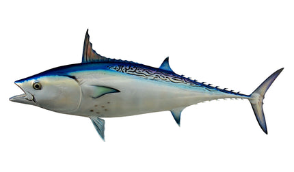 32-INCH BONITO