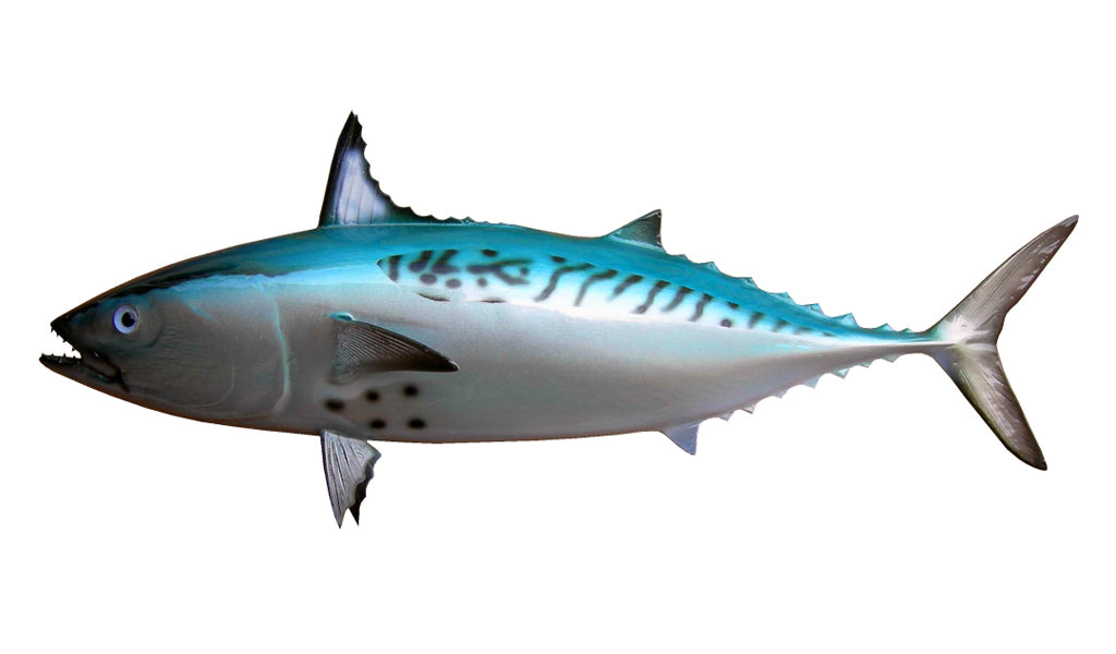 12-INCH BONITO BAITFISH MOUNT (L) - Main Image