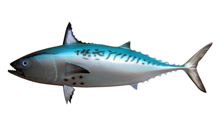 12-INCH BONITO BAITFISH MOUNT (L)