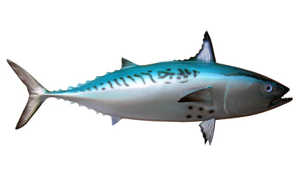 12-INCH BONITO BAITFISH MOUNT (R)