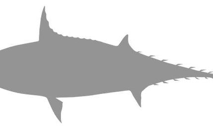 26-INCH BONITO BLANK, STANDARD