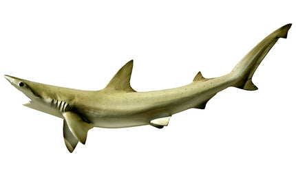 26-INCH BONNETHEAD SHARK