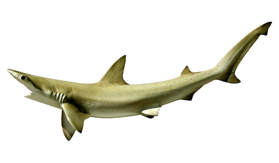 26-INCH BONNETHEAD SHARK