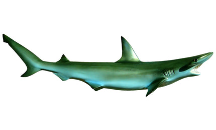 31-INCH BONNETHEAD SHARK
