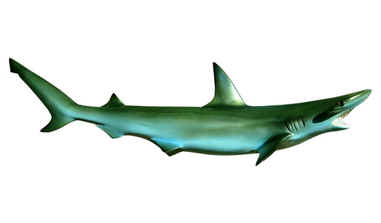 31-INCH BONNETHEAD SHARK