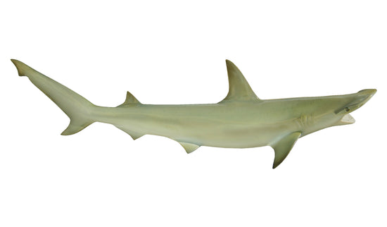 39-INCH BONNETHEAD SHARK
