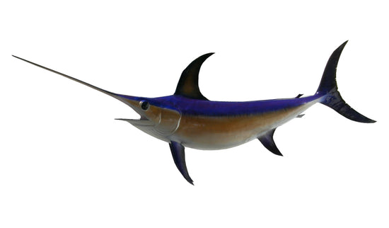 100-INCH BROADBILL SWORDFISH