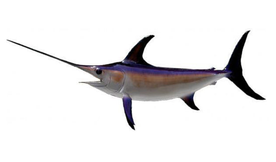 106-INCH BROADBILL SWORDFISH