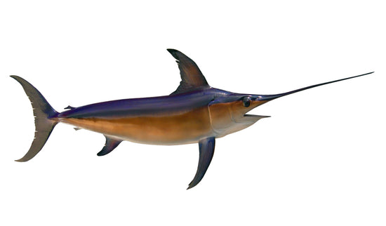 114-INCH BROADBILL SWORDFISH