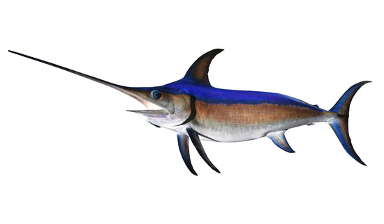 152-INCH BROADBILL SWORDFISH