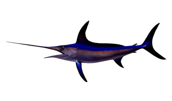 36-INCH BROADBILL SWORDFISH