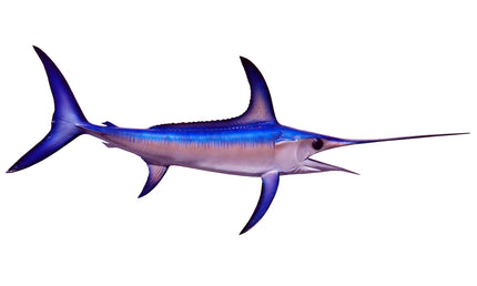 42-INCH BROADBILL SWORDFISH