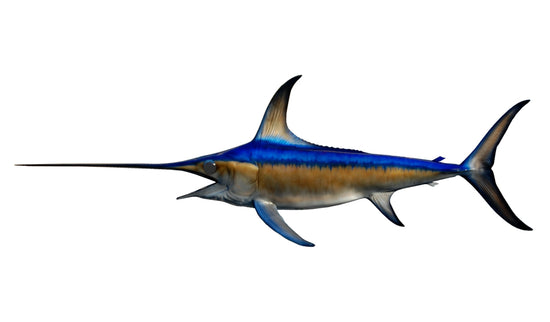 76-INCH BROADBILL SWORDFISH