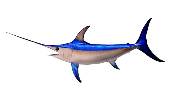 92-INCH BROADBILL SWORDFISH