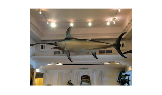 I.G.F.A. WORLD RECORD SWORDFISH