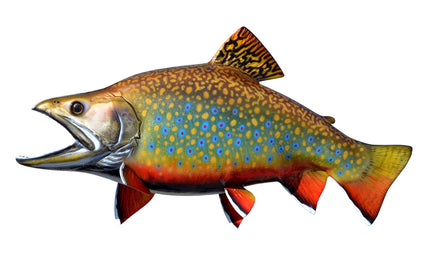 17-INCH BROOK TROUT