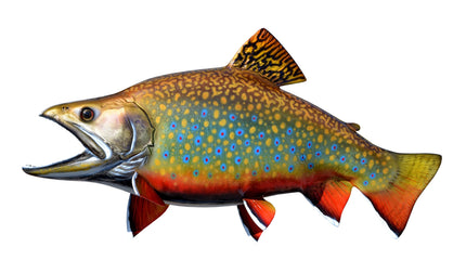 17-INCH BROOK TROUT