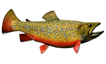 20-INCH BROOK TROUT