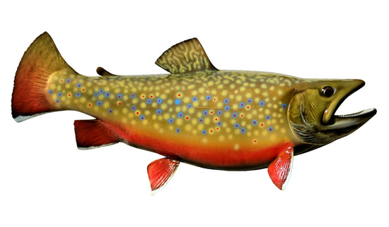 20-INCH BROOK TROUT