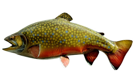 21-INCH BROOK TROUT